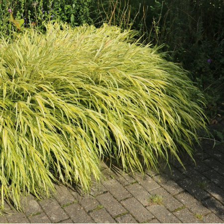 Hakonechloa macra Aureola