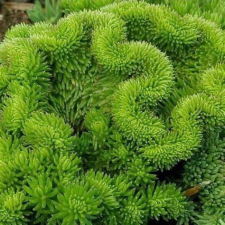 Sedum reflexum 'Cristata'