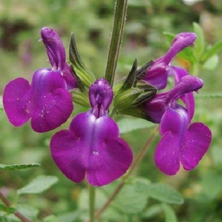S. x microphylla 'Christine Yeo'