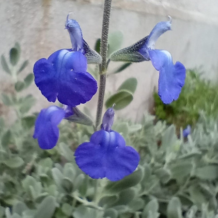S. chamaedryoides 'Silver Leaves'