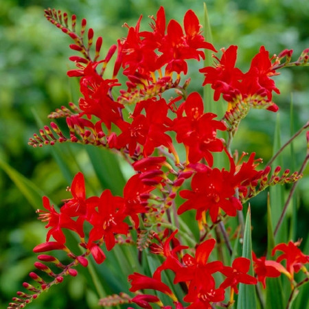 Crocosmia 'Lucifer'