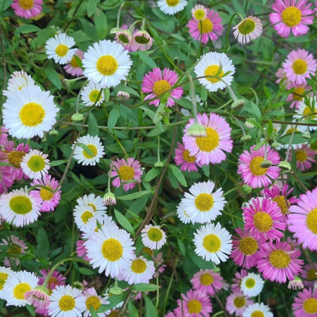 Erigeron de Karvinsky