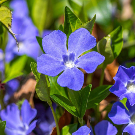 Grande pervenche bleue