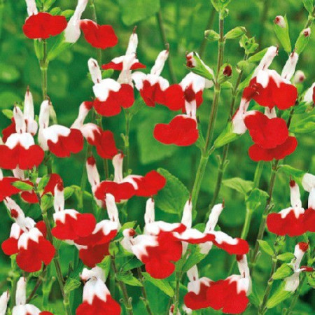 S. microphylla 'Hot Lips'