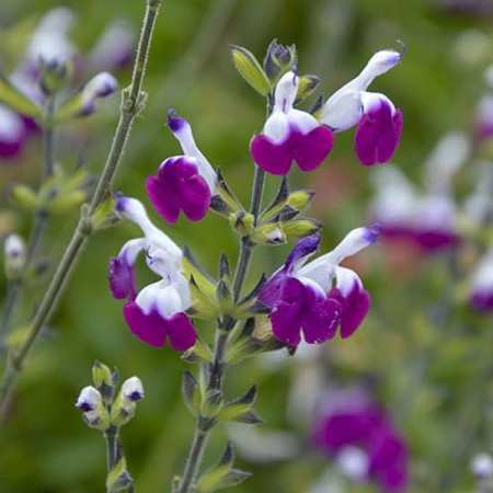 S. greggii 'Amethyst Lips'