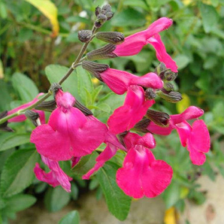 S. microphylla 'Pink Blush'